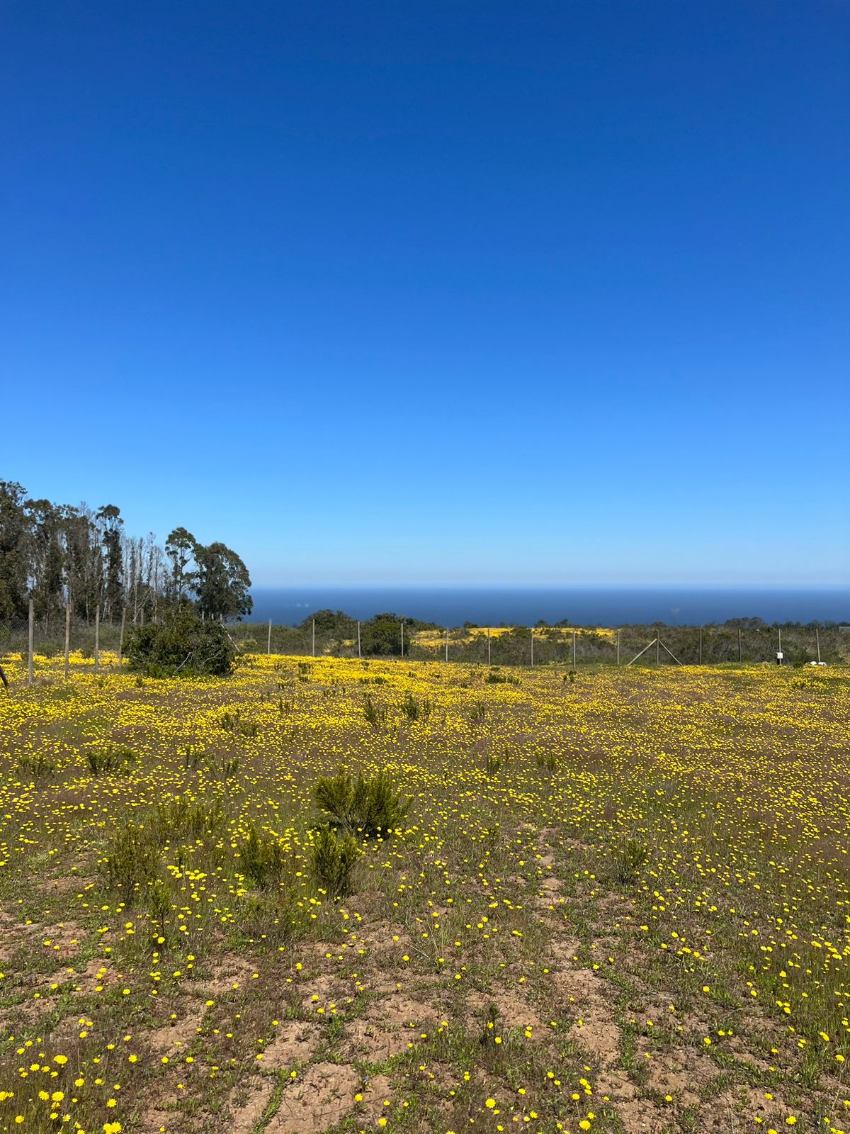 WhatsApp-Image-2024-02-28-at-19.45.14-3