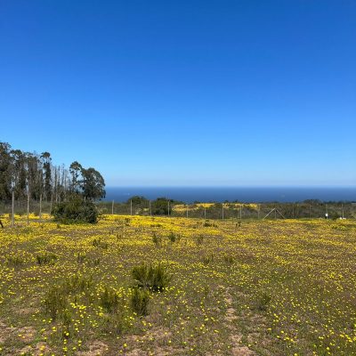 WhatsApp-Image-2024-02-28-at-19.45.14-3